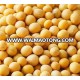 NON GMO Dried Cheap Soybeans for Sale