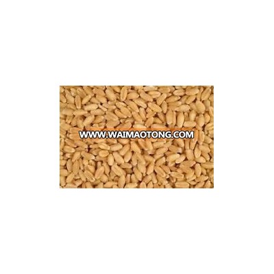 Wheat Grain Animal Feed