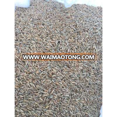 BEST QUALITY RYE SEEDS