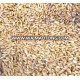 Quality Grade A Rye / Top quality competitive price