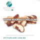 BRAZIL NUTS