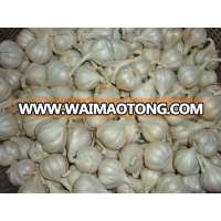 LySon Garlic