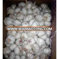 china supplier feel better for garlic sale